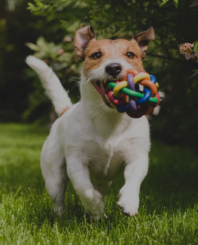 Playful terrier sprinting through grass with multicolored toy during outdoor playtime