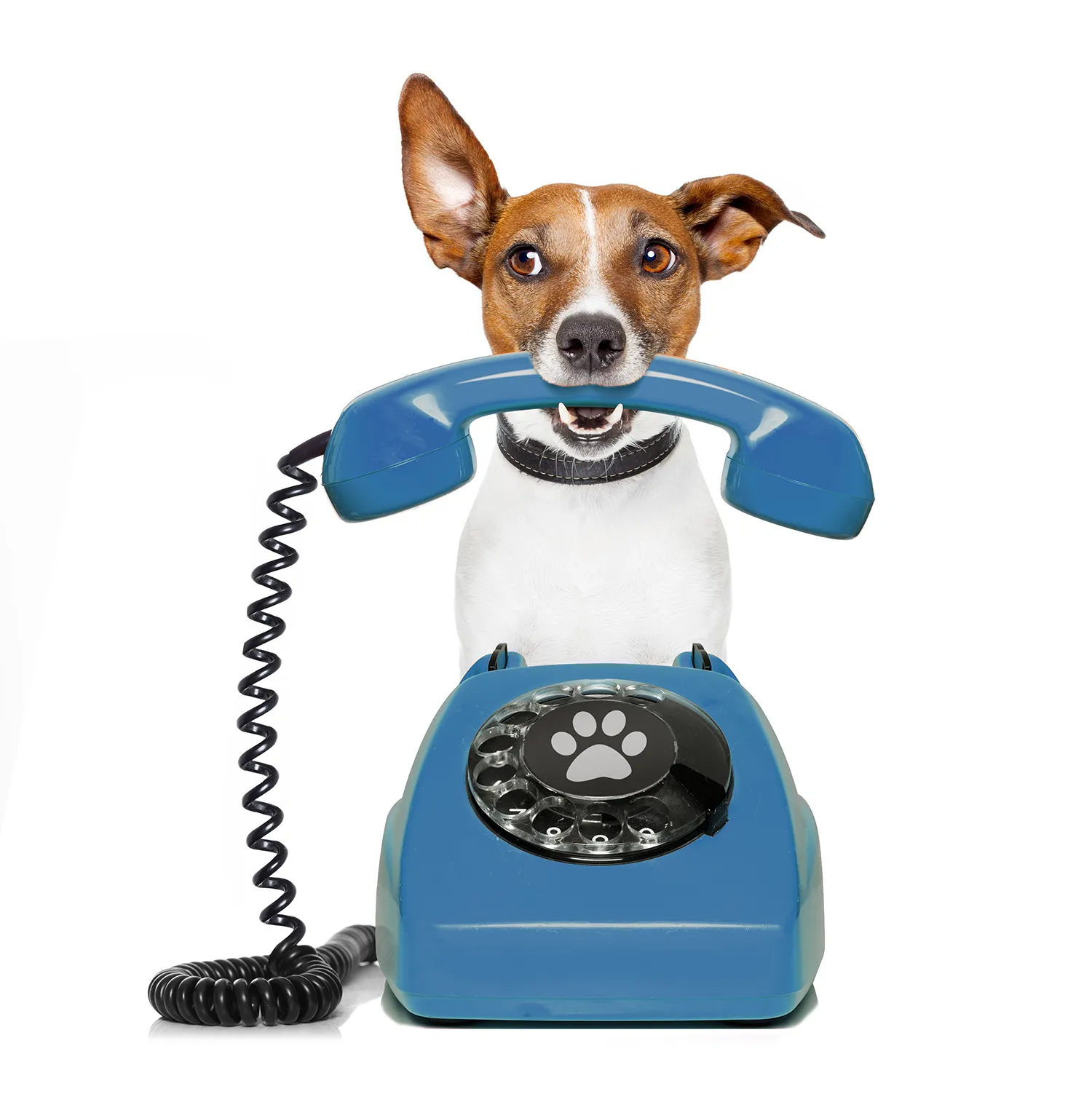 Jack Russell Terrier holding blue retro phone handset with paw print dial design