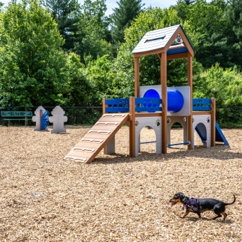 Dog agility playground with ramps, tunnel, and play features on mulch, surrounded by trees